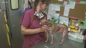 Pet shelter donations are something that many people think about but rarely take the time to make. Austin S Leading Local News Weather Traffic Sports And More Austin Texas Kvue Com Kvue Com