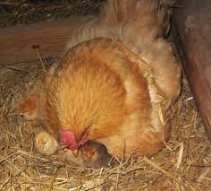 Sometimes, a broody hen takes over an area that's got too many eggs in it. How To Get A Broody Hen To Hatch Eggs Move To The Country