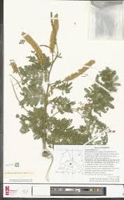 Image result for Monothecium glandulosum