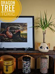 These spiny, hairy, succulent plants have there are many different kinds of cactus fruit, none of which is poisonous; Dragon Tree Cat Behavior Consultant Feline Fab