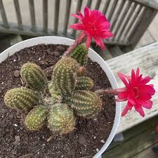 When it comes down to it they both are pretty much the same cactus. Peanut Cactus Care Guide And Maintenance Sun Spot Nursery