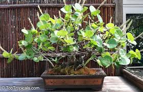 Image result for Coccoloba uvifera