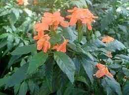 Image result for Crossandra infundibuliformis