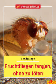 Fruchtfliegen Fangen Selbst De Fruchte Fruchtfliegen Fruchtfliegenfalle