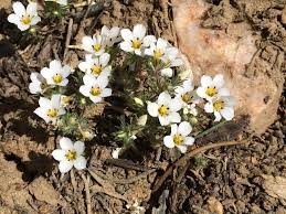 Image result for Polemoniaceae