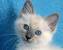 Short Hair Siamese Kitten