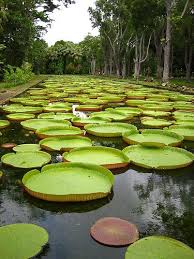 Pamplemousse Garden Mauritius Giant Water Lily Beautiful Gardens Water Lilies