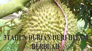 3 ciri utama wajib diketahui anak pokok durian duri hitam d200 black thorn ochee. Surprise 3 Tahun Durian Duri Hitam Berbuah Youtube