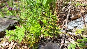 Image result for Asplenium uhligii