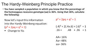 Hardy weinberg problem set key the biology corner. The Hardy Weinberg Equation Worksheet Answers Worksheet List
