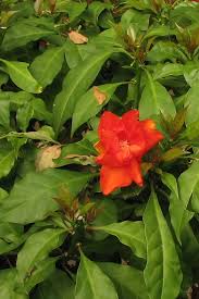 Image result for Pereskia aculeata