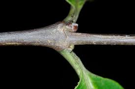 Image result for Funtumia africana