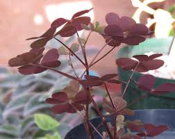 シックで素敵なオキザリス 今日のoxalis 楽天ブログ
