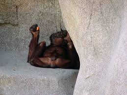 Monkey Porn | Plaid Ninja | Flickr