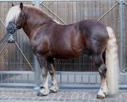 His sire is a champion american race horse who won numerous races before being retired to stud. What A Beautiful Draft Horse Is That Considered Liver Chestnut With Flaxen Mane And Tail Silver Dapple Or Chocola Kaltblut Pferde Grosse Pferde Schone Pferde