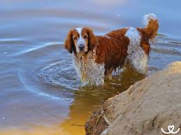 Image result for velššpringršpaněl