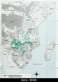 Image result for Oreobambos