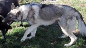 Akc european black german shepherd pups. Silver Sable German Shepherd Puppies Picture Collection And Ideas Dogs Breed Youtube
