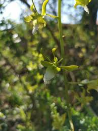 Image result for Eulophia leachii