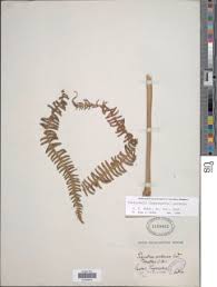 Image result for Amauropelta bergiana