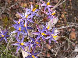 Image result for Pupalia grandiflora