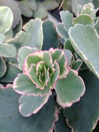 Image result for Kalanchoe fedtschenkoi