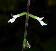 Image result for Phymaspermum