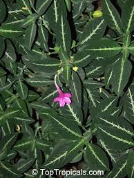 Image result for Ruellia makoyana
