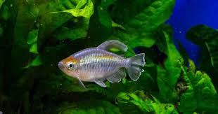 Any of numerous small colorful tropical freshwater fishes chiefly of the family characidae. Tetras In A Planted Tank Aquascaping Wiki Aquasabi