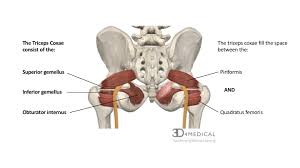 Use these glute exercises to shape a better and bigger butt. Muscles Advanced Anatomy 2nd Ed