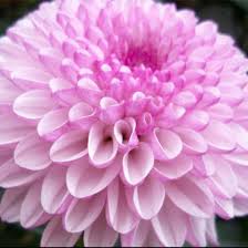 Saldumu veikals, ziedu veikals, mājsaimniecības preču veikals. Becky S Flowers Home Facebook