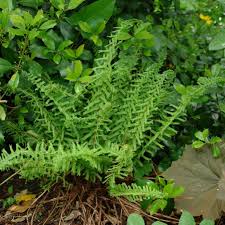 Image result for Athyrium
