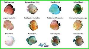 Panduan Lengkap Cara Merawat Ikan Discus Dunia Fauna Hewan Binatang Tumbuhan Discus Fish Fish Care Discus