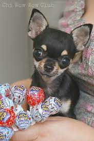 Pin De Nicole Alvarado En Ode To Chi Chi Zsa Zsa Pikachu Fotos De Perros Chihuahua Perros Chihuahua Perros Chiguagua