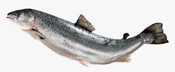salmon fish png transparent png transparent png image pngitem salmon fish png transparent png
