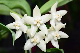 Image result for Hyparrhenia griffithii