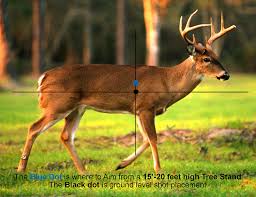 where to aim on whitetail deer