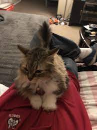 My Friends Cat Madonna Hard At Work Making Biscuits Cats Animal Lover Dogs And Puppies