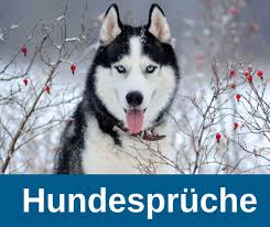 Spruch hund mensch beziehung sprüche hund mensch beziehung wörter mit rund am ende mehrzahl von fund. Die Besten Hundespruche Und Weisheiten 2021 Guter Hund De