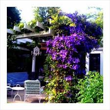 Clematis I Want To Start Some On My Pergola Pergola Plans Pergola Patio Garden Gazebo