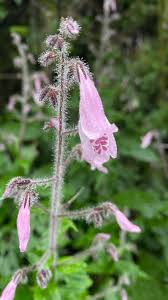 Image result for Isoglossa membranacea