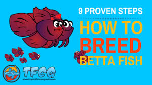 Breeding Betta Fish 9 Proven Steps To Breed Betta Fish The