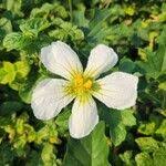 Image result for Lagenaria sphaerica