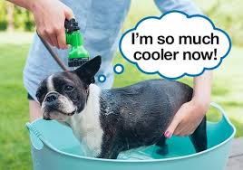 Aug 07, 2019 · between the beginning of proestrus and the end of estrus is 19 to 21 days, therefore the female dog in heat behavior that you will notice lasts approximately three weeks. 13 Tricks To Cool Down Your Dog In Hot Weather
