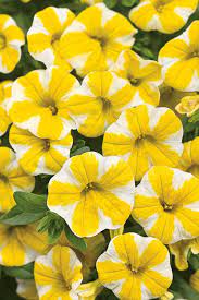 Superbells Lemon Slice Calibrachoa In 2021 Beautiful Flowers Calibrachoa Plant Petunias