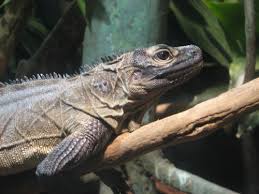 We did not find results for: Datei Philippine Sailfin Lizard Jpg Wikipedia