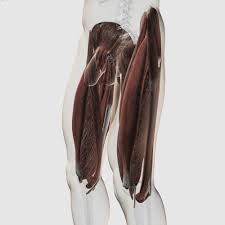 It is the most complete reference of human anatomy available on web, ipad, iphone explore over 6700 anatomic structures and more than 670 000 translated medical labels. Male Muscle Anatomy Of The Human Legs Side View Rolled Canvas Art Stocktrek Images 15 X 15 Walmart Com Walmart Com