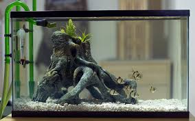 Vivariumguide Com Zwerggarnelen Aquascaping Zierfisch