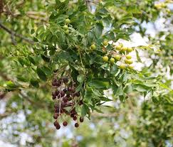 Image result for Sapindus saponaria