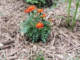 Why do you plant marigolds in your garden. How To Grow Marigold Annual Flowers French Marigold Plants For A Better Flower Garden Get Growing With The Gardener S Network
